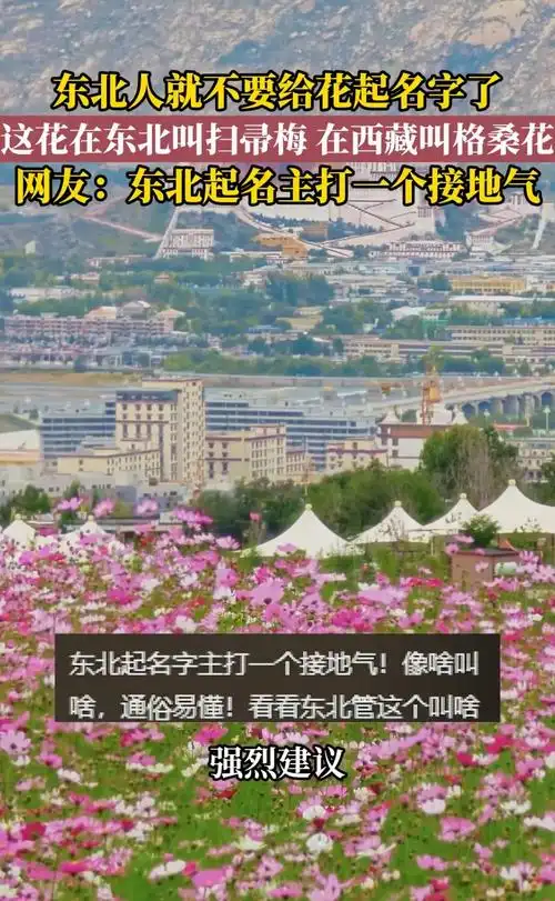 “东北式起名”席卷LPL：TheShy该改叫“晒哥大烧烤”？